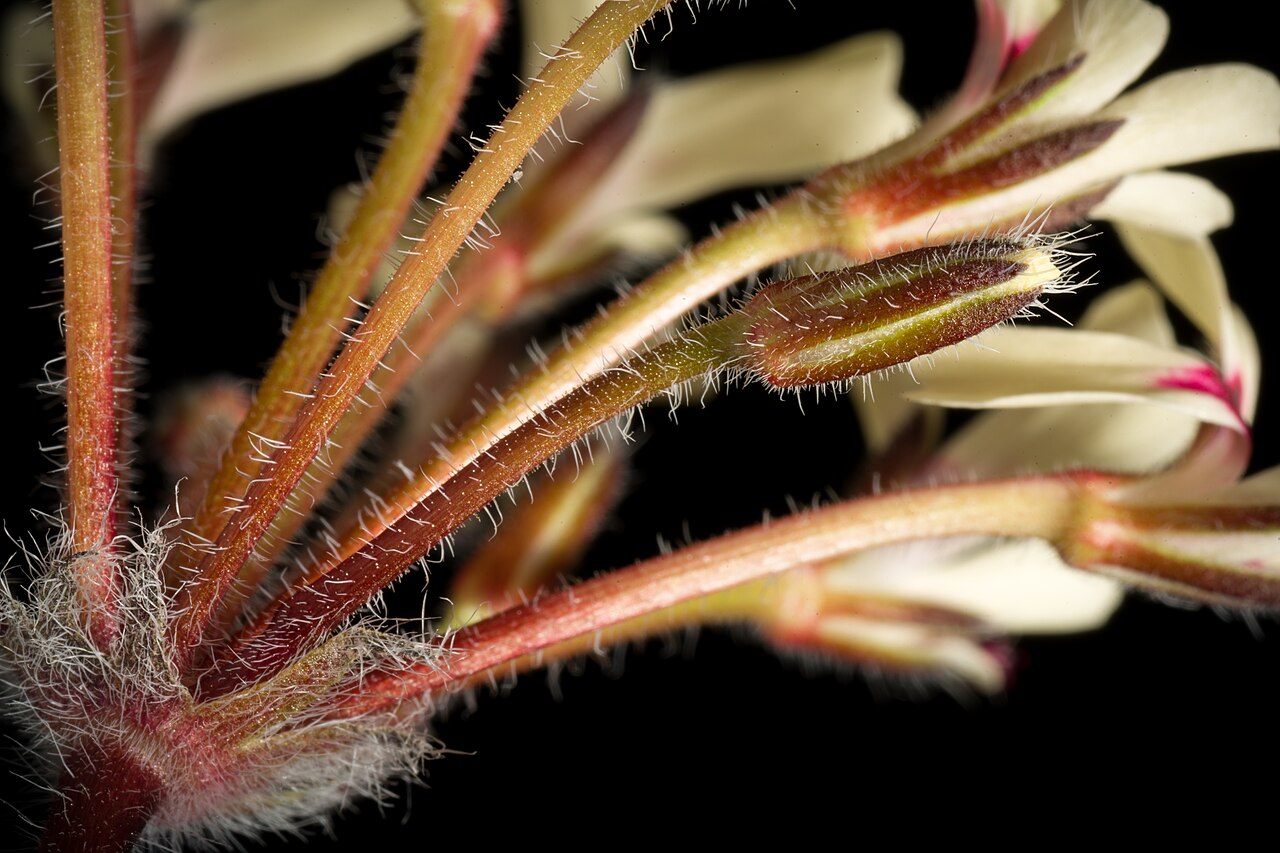 Pelargonium moniliforme: Plant derived from W. Cape Prov., South Africa Taxonomy Family フウロソウ科 Geraniaceae .mw-parser-output .smallcaps{font-variant:small-caps} Juss. Genus テンジクアオイ属 Pel