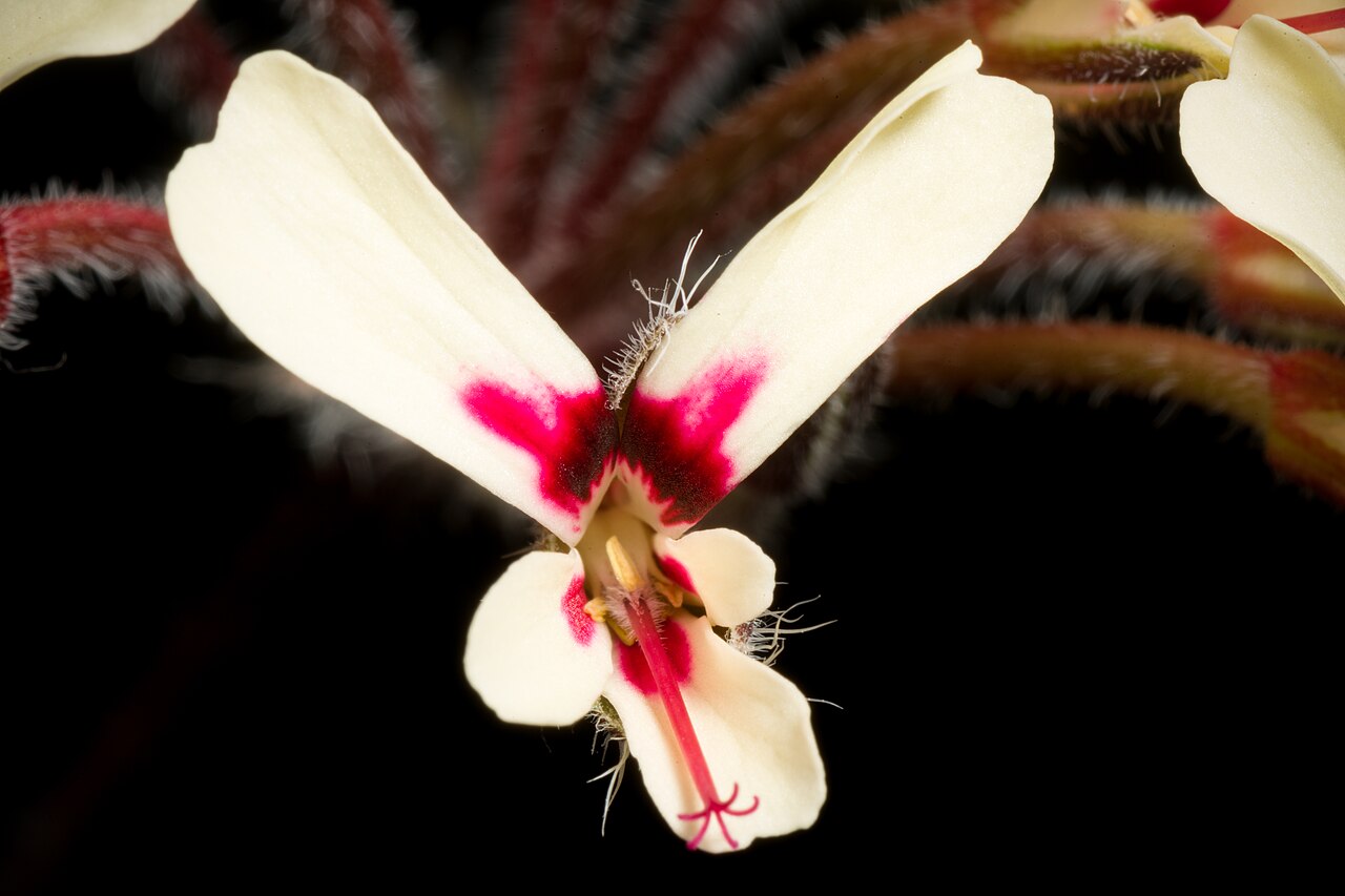 Pelargonium moniliforme: Plant derived from W. Cape Prov., South Africa Taxonomy Family フウロソウ科 Geraniaceae .mw-parser-output .smallcaps{font-variant:small-caps} Juss. Genus テンジクアオイ属 Pel