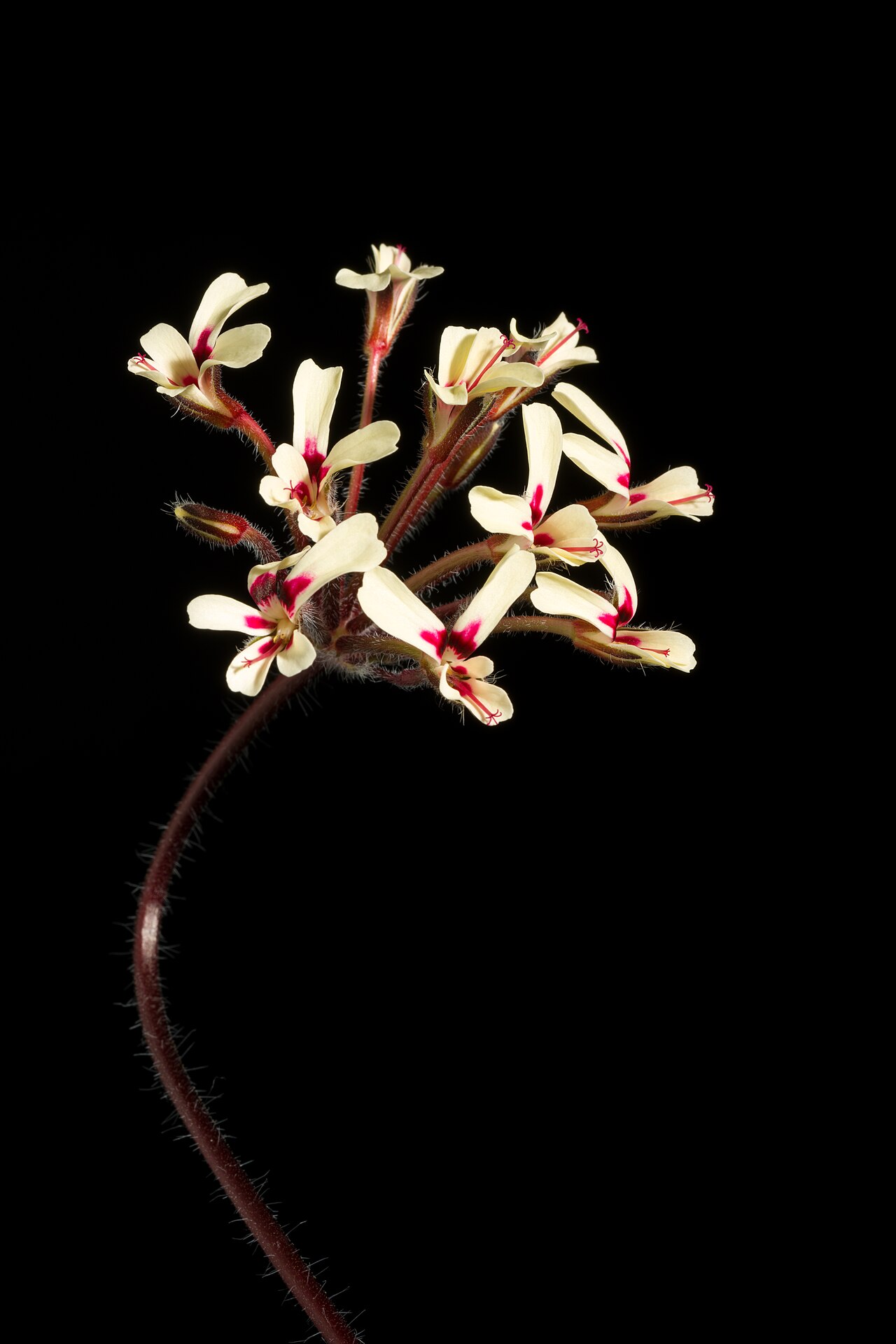 Pelargonium moniliforme: Plant derived from W. Cape Prov., South Africa Taxonomy Family フウロソウ科 Geraniaceae .mw-parser-output .smallcaps{font-variant:small-caps} Juss. Genus テンジクアオイ属 Pel