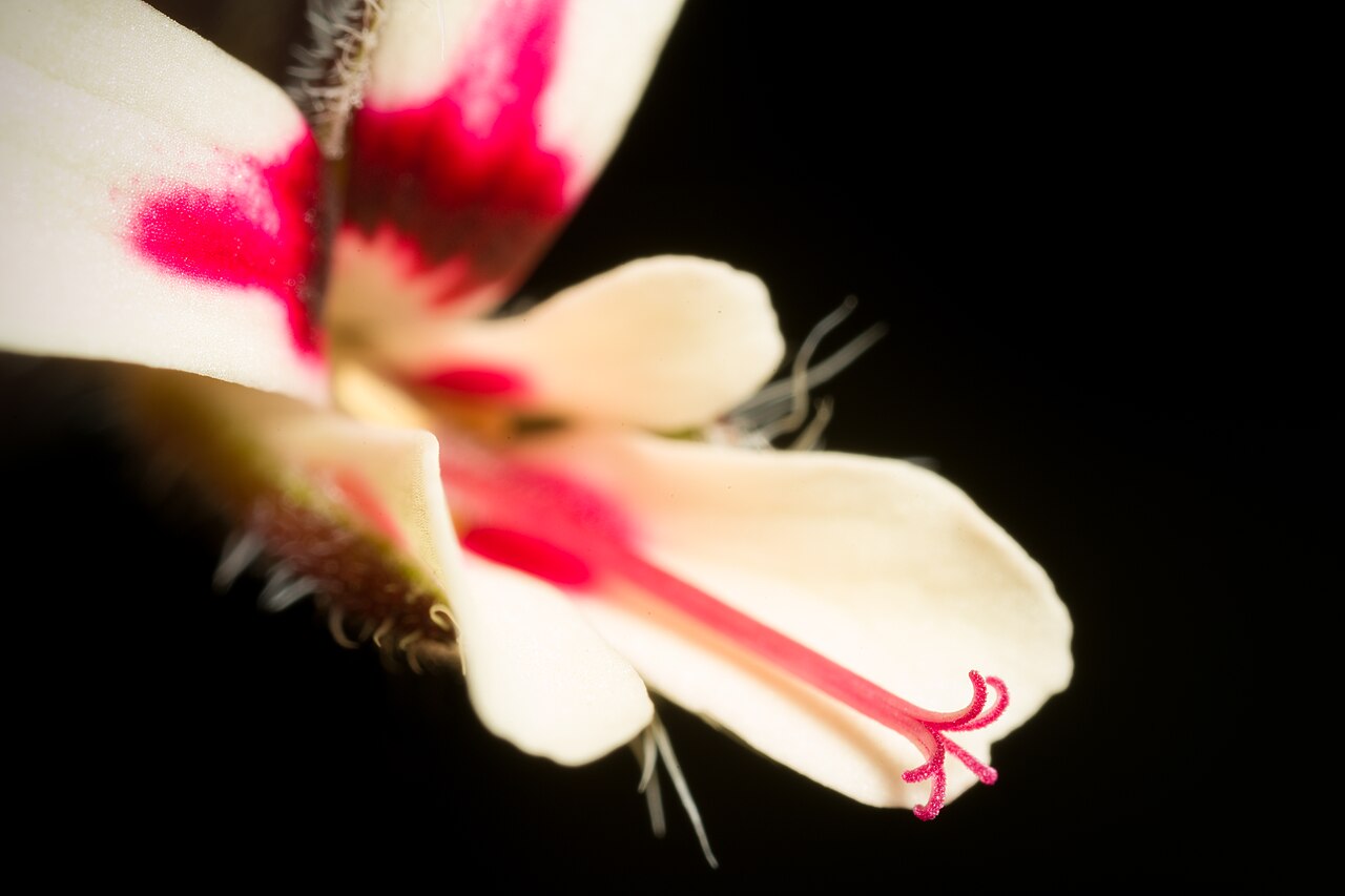 Pelargonium moniliforme: Plant derived from W. Cape Prov., South Africa Taxonomy Family フウロソウ科 Geraniaceae .mw-parser-output .smallcaps{font-variant:small-caps} Juss. Genus テンジクアオイ属 Pel