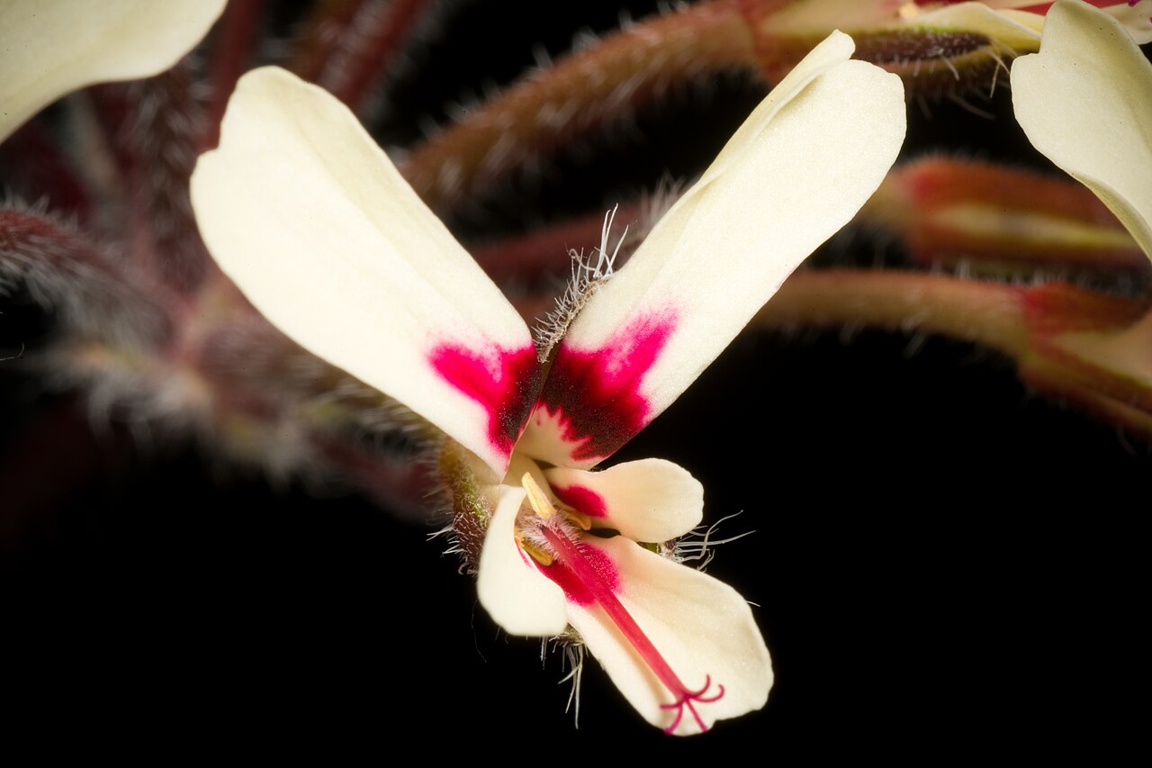 Pelargonium moniliforme: Plant derived from W. Cape Prov., South Africa Taxonomy Family フウロソウ科 Geraniaceae .mw-parser-output .smallcaps{font-variant:small-caps} Juss. Genus テンジクアオイ属 Pel