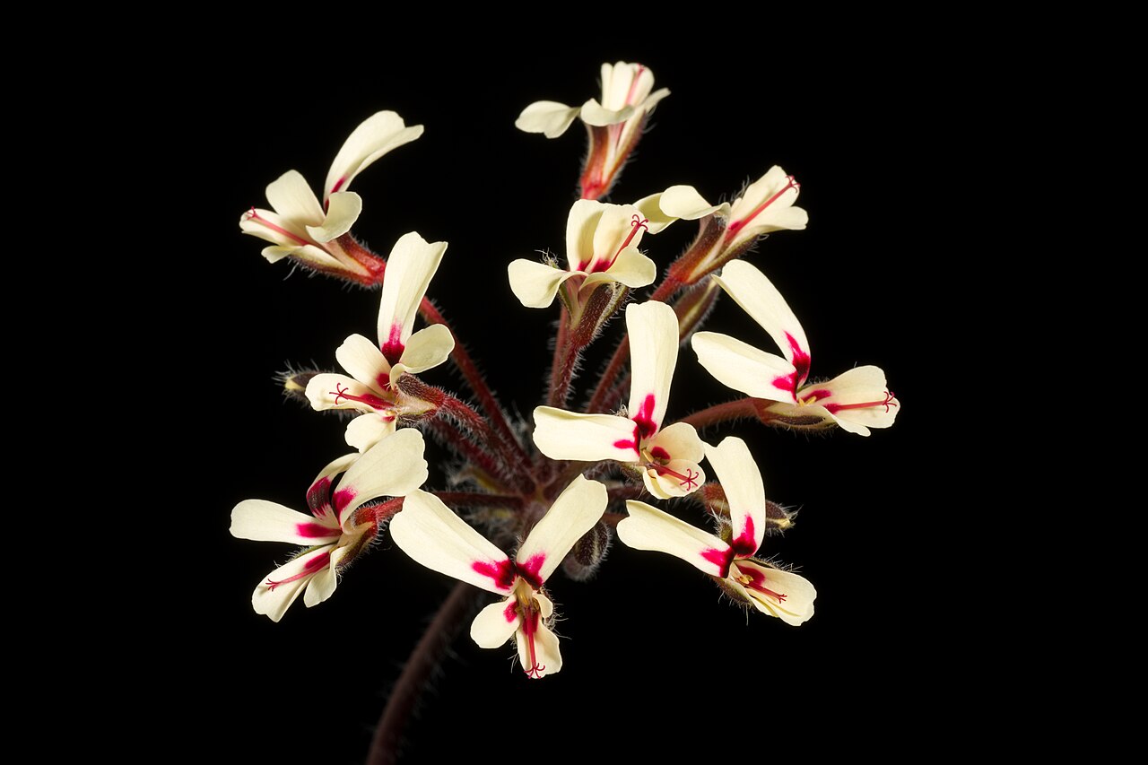 Pelargonium moniliforme: Plant derived from W. Cape Prov., South Africa Taxonomy Family フウロソウ科 Geraniaceae .mw-parser-output .smallcaps{font-variant:small-caps} Juss. Genus テンジクアオイ属 Pel