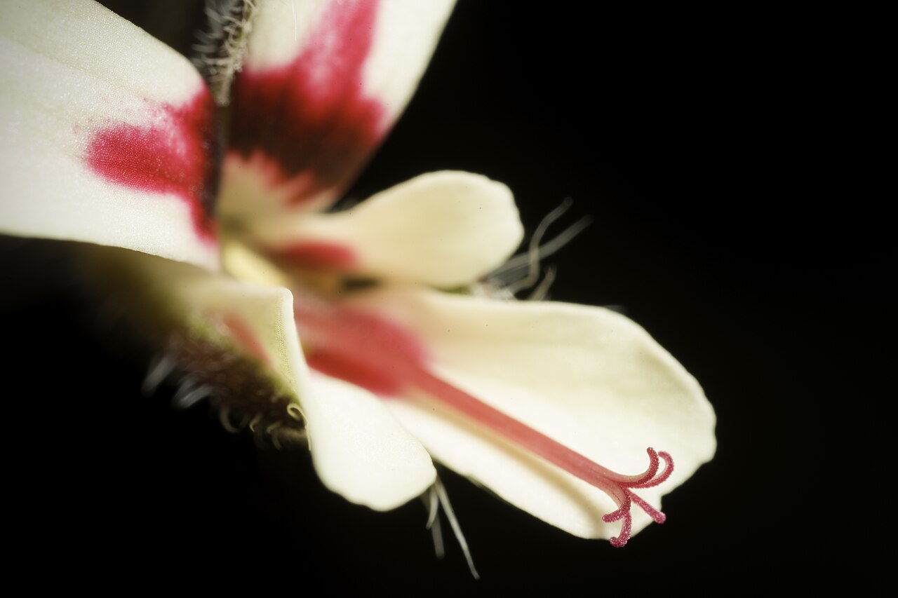 Pelargonium moniliforme: Plant derived from W. Cape Prov., South Africa Taxonomy Family: フウロソウ科 Geraniaceae Juss. Genus: テンジクアオイ属 Pelargonium L'Hér. ex Aiton Distribution: W. Cape Prov.