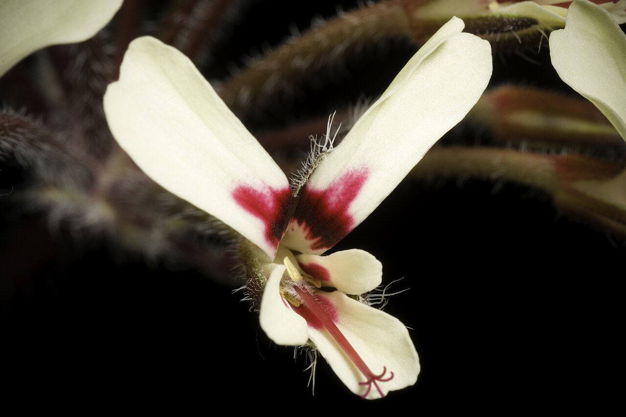 Pelargonium moniliforme: Plant derived from W. Cape Prov., South Africa Taxonomy Family: フウロソウ科 Geraniaceae Juss. Genus: テンジクアオイ属 Pelargonium L'Hér. ex Aiton Distribution: W. Cape Prov.