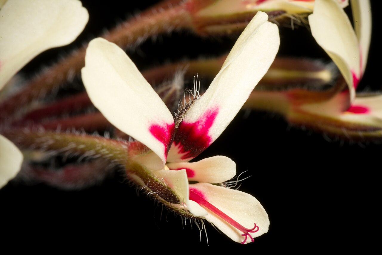 Pelargonium moniliforme: Plant derived from W. Cape Prov., South Africa Taxonomy Family フウロソウ科 Geraniaceae .mw-parser-output .smallcaps{font-variant:small-caps} Juss. Genus テンジクアオイ属 Pel