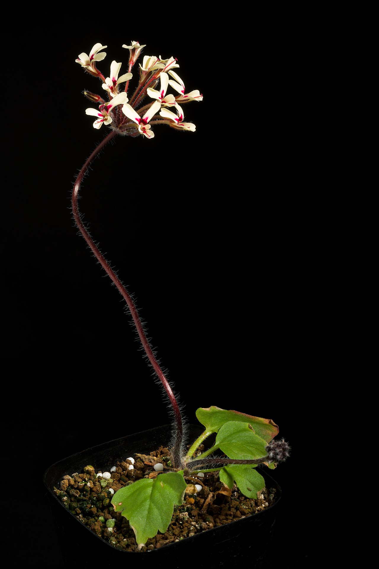 Pelargonium moniliforme: Plant derived from W. Cape Prov., South Africa Taxonomy Family フウロソウ科 Geraniaceae .mw-parser-output .smallcaps{font-variant:small-caps} Juss. Genus テンジクアオイ属 Pel