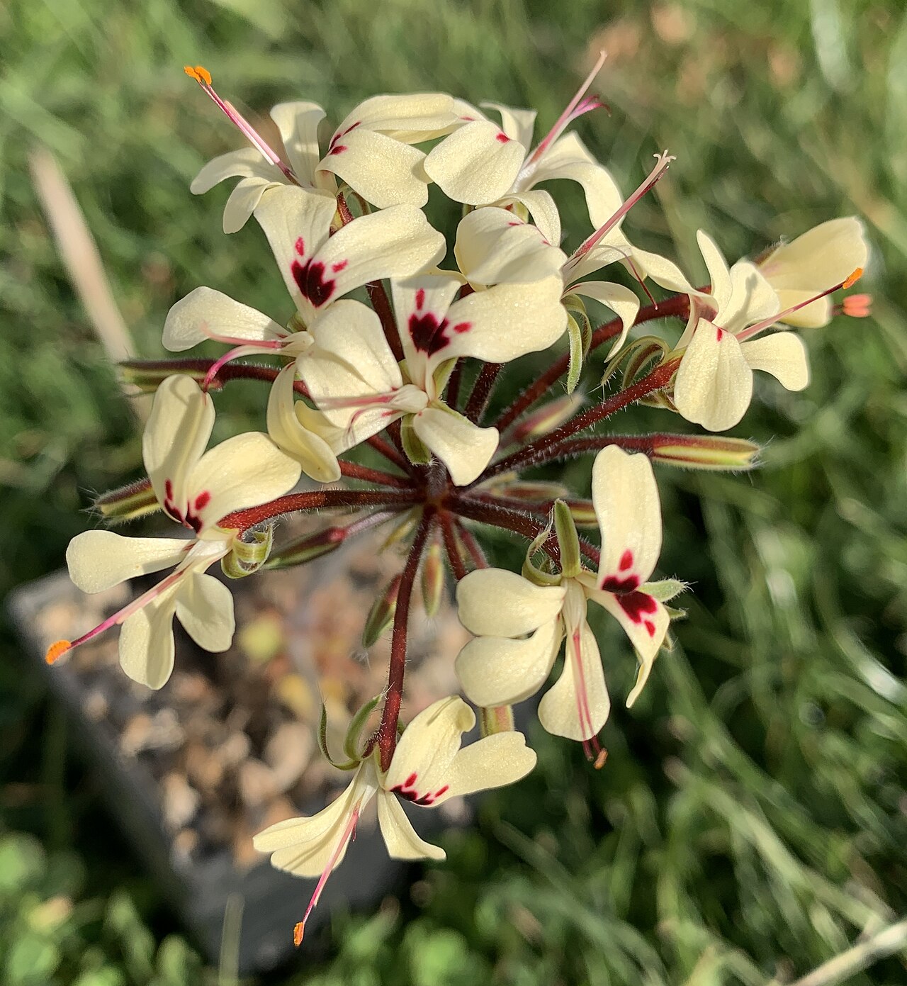Pelargonium moniliforme: Pelargonium moniliforme in Blüte
