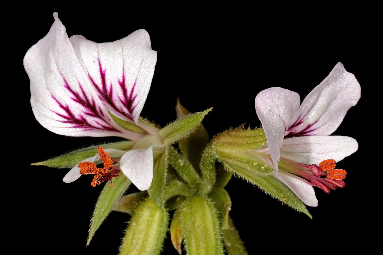 Pelargonium myrrhifolium: Pelargonium myrrhifolium , flowers; Paarlberg Nature Reserve, Paarl, Western Cape, South Africa