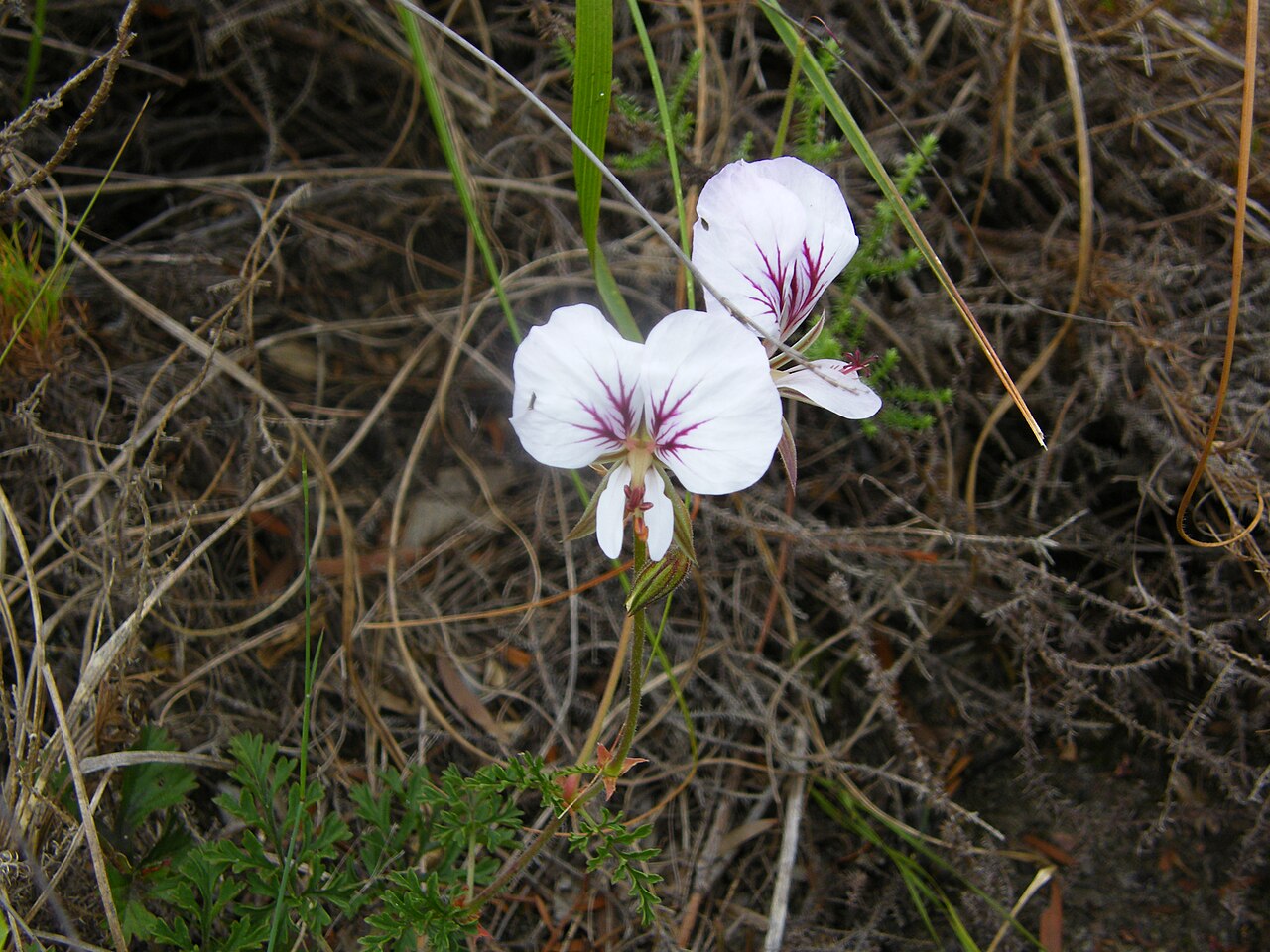 Pelargonium myrrhifolium: fynblaarmalva