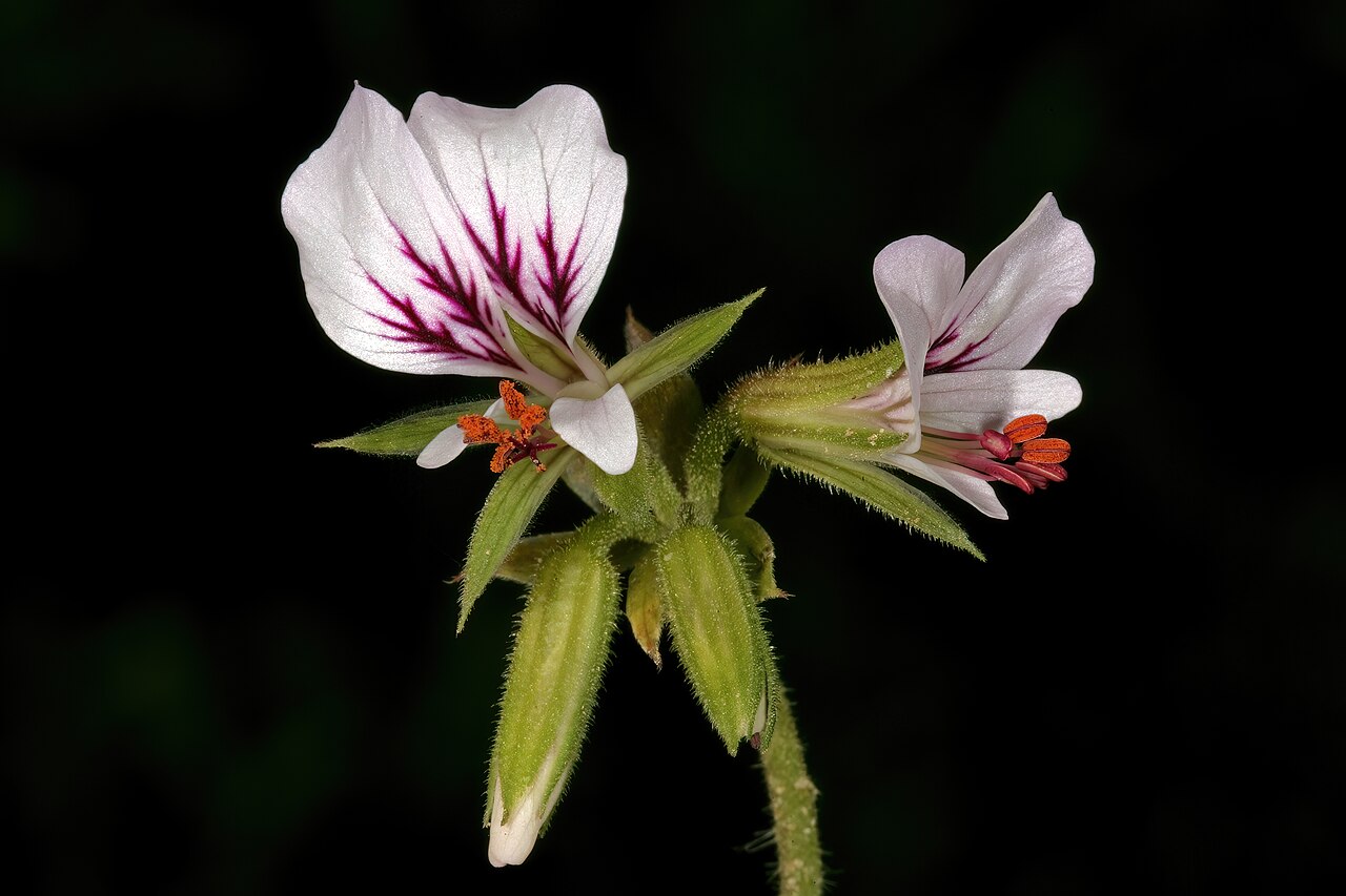 Pelargonium myrrhifolium: Pelargonium myrrhifolium , inflorescence; Paarlberg Nature Reserve, Paarl, Western Cape, South Africa