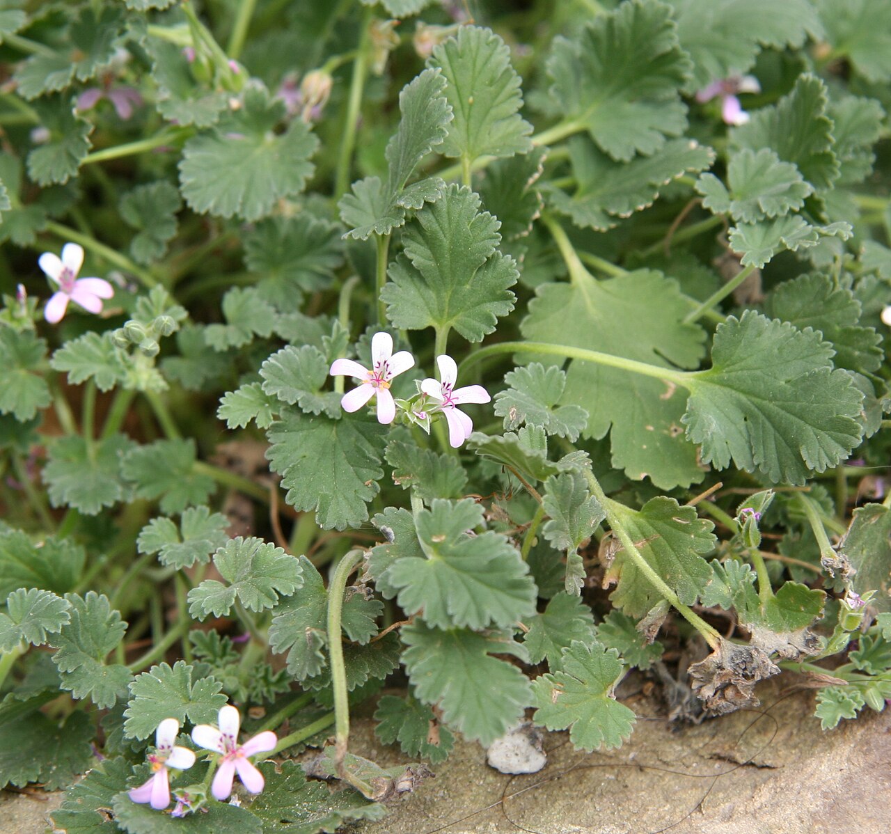 Pelargonium nanum: Pelargonium nanum im Botanischen Garten Dresden