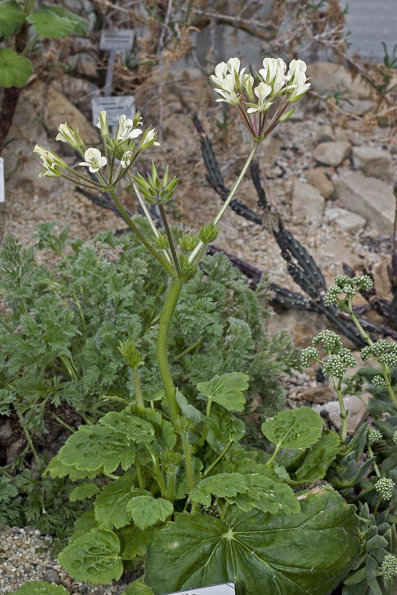 Pelargonium oblongatum: Please report references to olei@despammed.com .