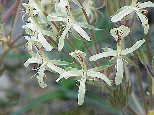 Pelargonium oblongatum: Species : Pelargonium oblongatum Family : Geraniaceae Image No. 1