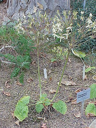 Pelargonium oblongatum: Species : Pelargonium oblongatum Family : Geraniaceae Image No. 2