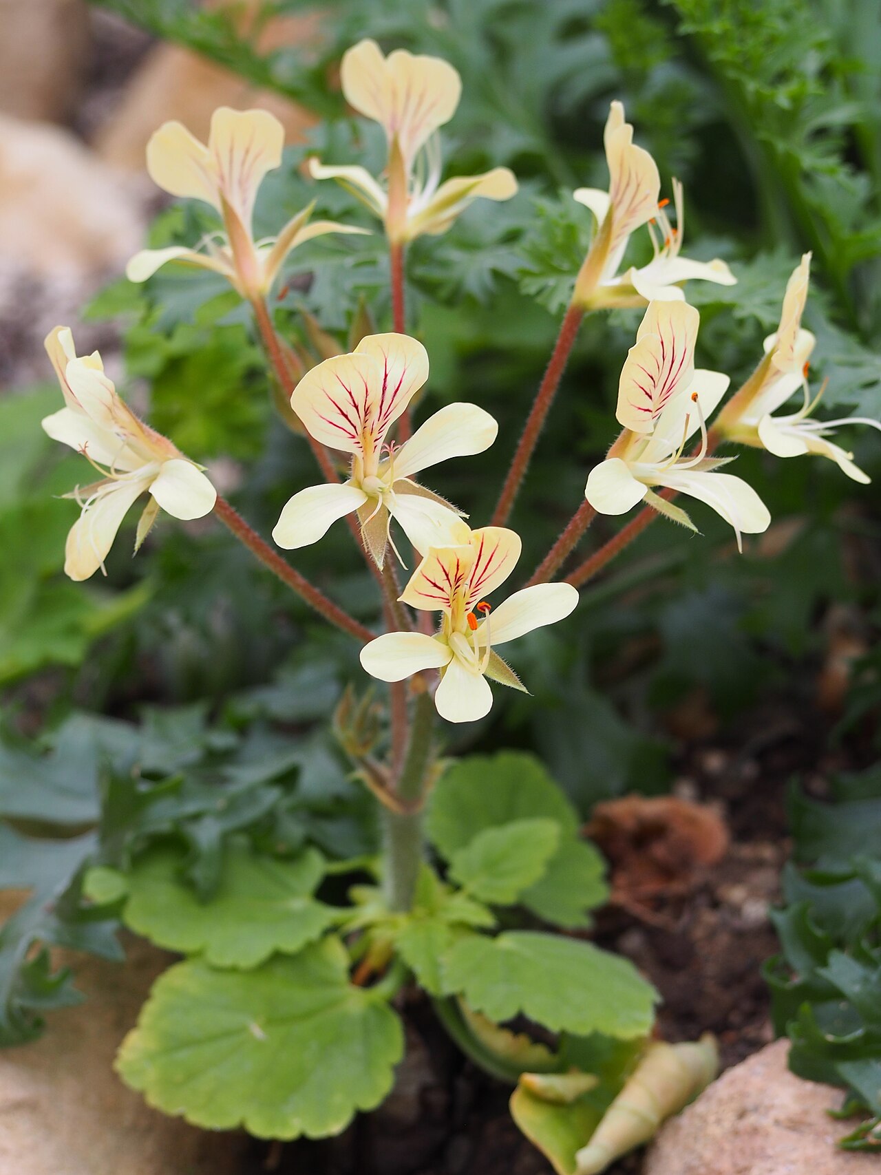 Pelargonium oblongatum: Pelargonium oblongatum cultivated in Wrocław University Botanical Garden, Wrocław, Poland.
