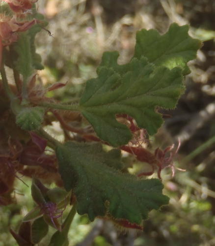 Oakleaf garden geranium (Pelargonium panduriforme)