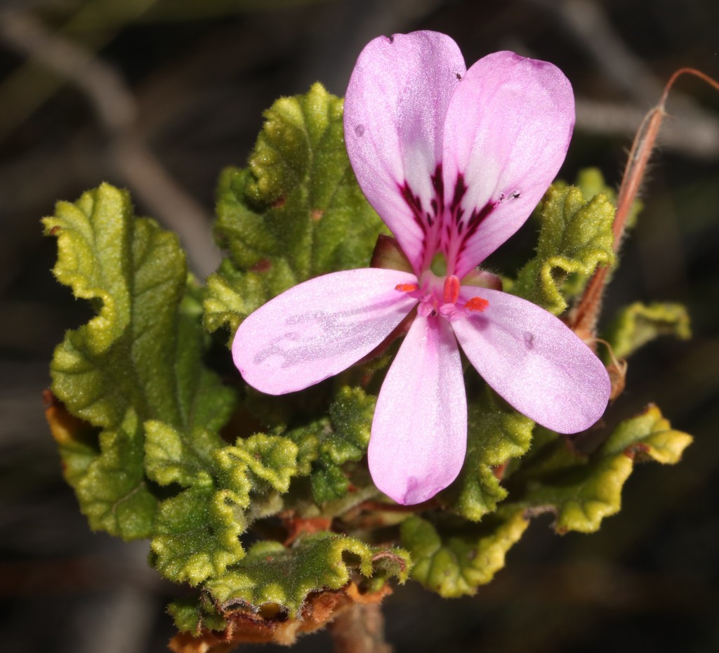 Oakleaf garden geranium (Pelargonium panduriforme)