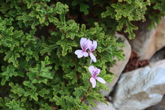 Oakleaf garden geranium (Pelargonium panduriforme)