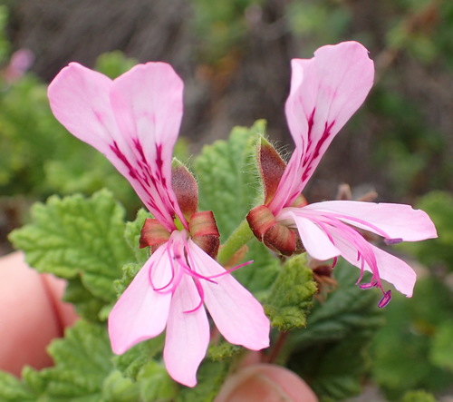 Oakleaf garden geranium (Pelargonium panduriforme)
