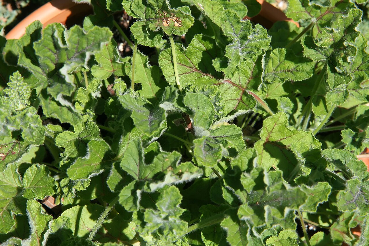 Oakleaf garden geranium: Location taken: the United States National Arboretum, Washington D.C.. Names: Pelargonium panduriforme Eckl. & Zeyh, Oakleaf Garden Geranium, Oakleaf Garden Sce