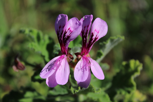 Oakleaf garden geranium (Pelargonium panduriforme)