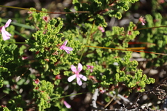 Oakleaf garden geranium (Pelargonium panduriforme)