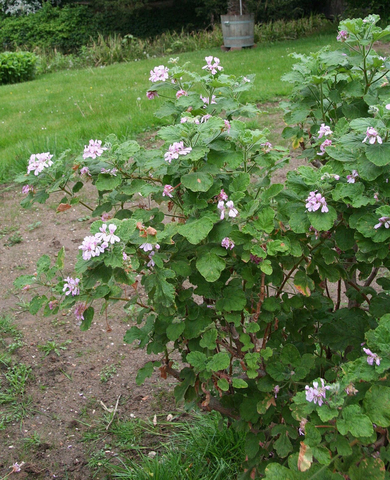 Oakleaf garden geranium: Pelargonium panduriforme im Botanischen Garten Köln