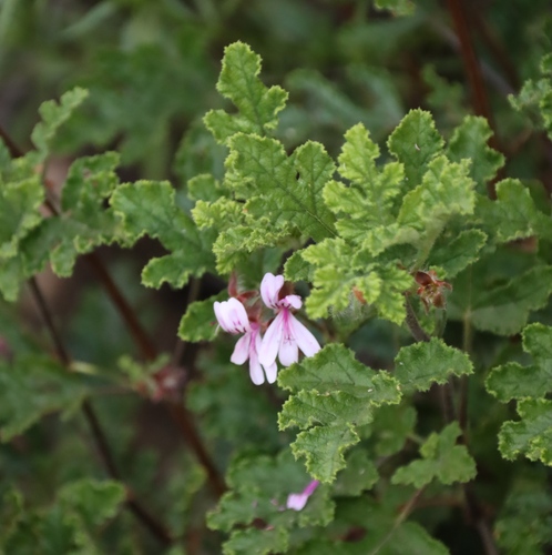 Oakleaf garden geranium (Pelargonium panduriforme)