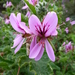Oakleaf garden geranium (Pelargonium panduriforme)