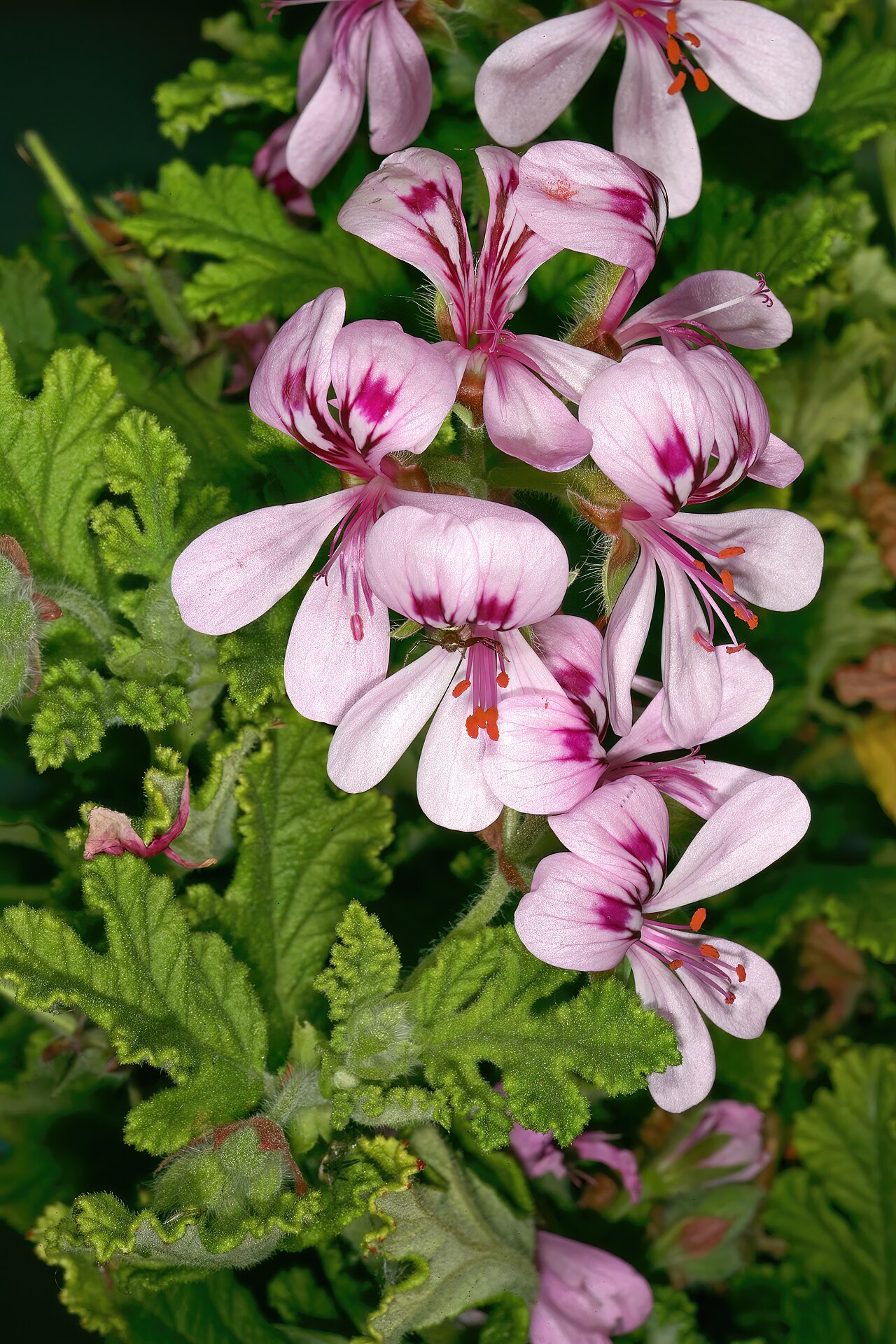 Oakleaf garden geranium: Pelargonium panduriforme , flowers; Caledon Wild Flower Show, Caledon, Western Cape, South Africa