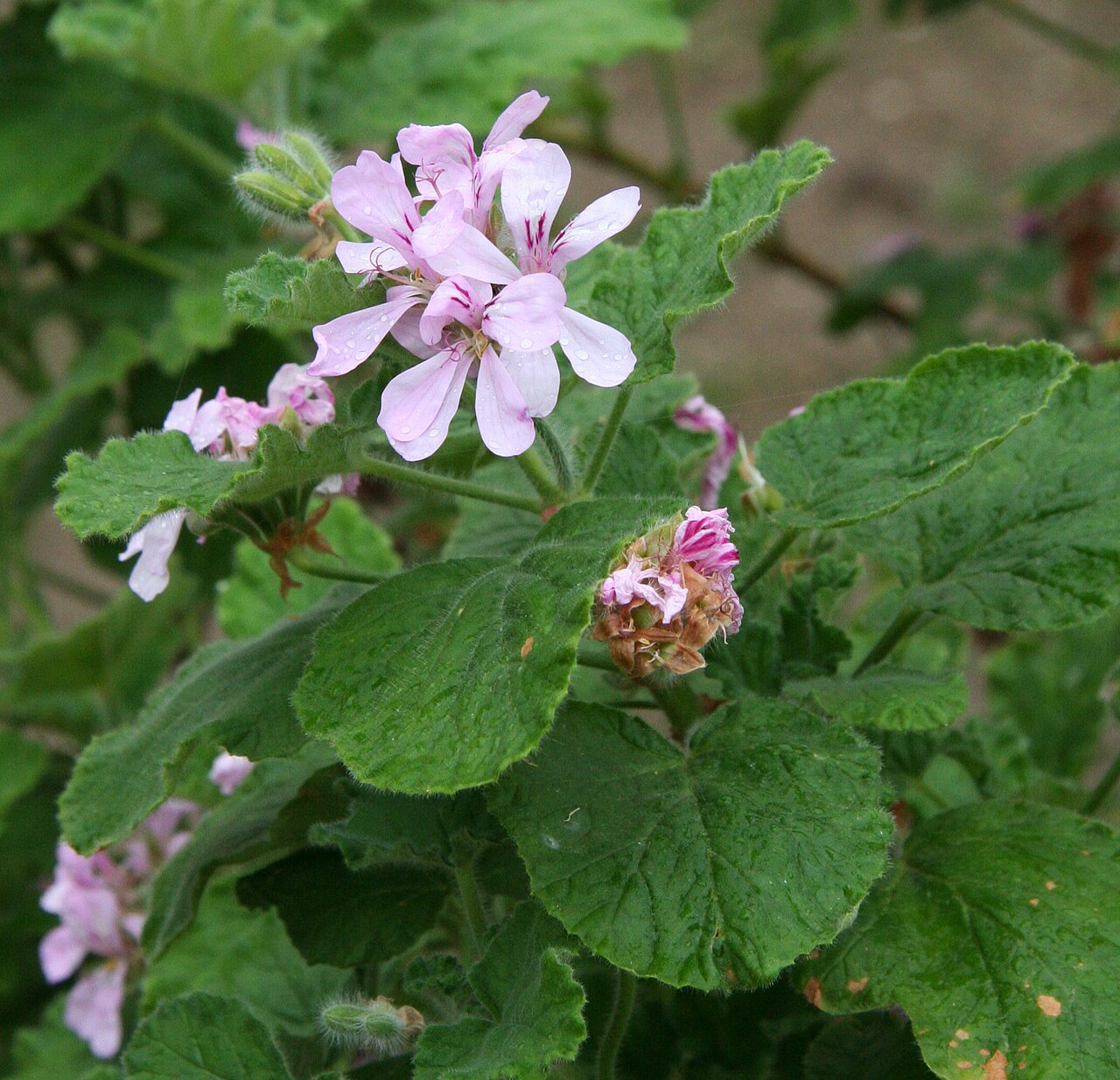 Oakleaf garden geranium: Pelargonium panduriforme im Botanischen Garten Köln