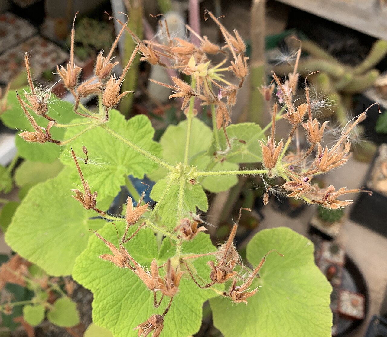 Butterfly geranium: Fruchtstand von Pelargonium papilionaceum in Kultur