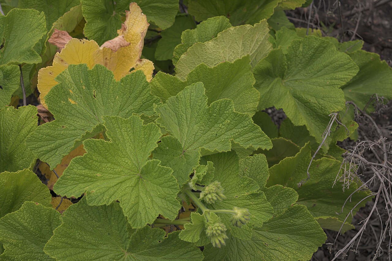 Butterfly geranium: Butterfly pelargonium or papilionaceum, Pelargonium ternatum, photographed by Ronald Flipphi, on 25 October 2019, at Garcia's Pass, Langeberg, Western Cape prov