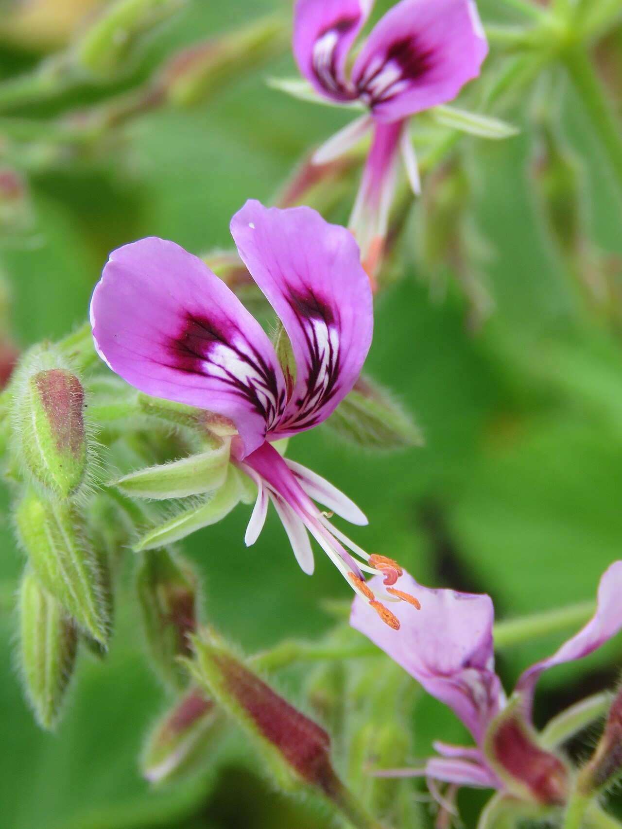 Butterfly geranium: Butterfly pelargonium or papilionaceum, Pelargonium ternatum, photographed by Ronald Flipphi, on 25 October 2019, at Garcia's Pass, Langeberg, Western Cape prov