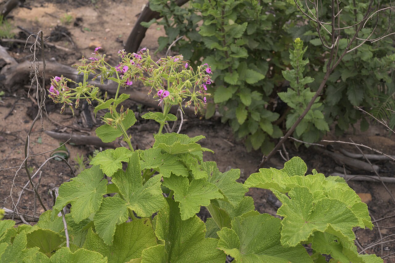 Butterfly geranium: Butterfly pelargonium or papilionaceum, Pelargonium ternatum, photographed by Ronald Flipphi, on 25 October 2019, at Garcia's Pass, Langeberg, Western Cape prov