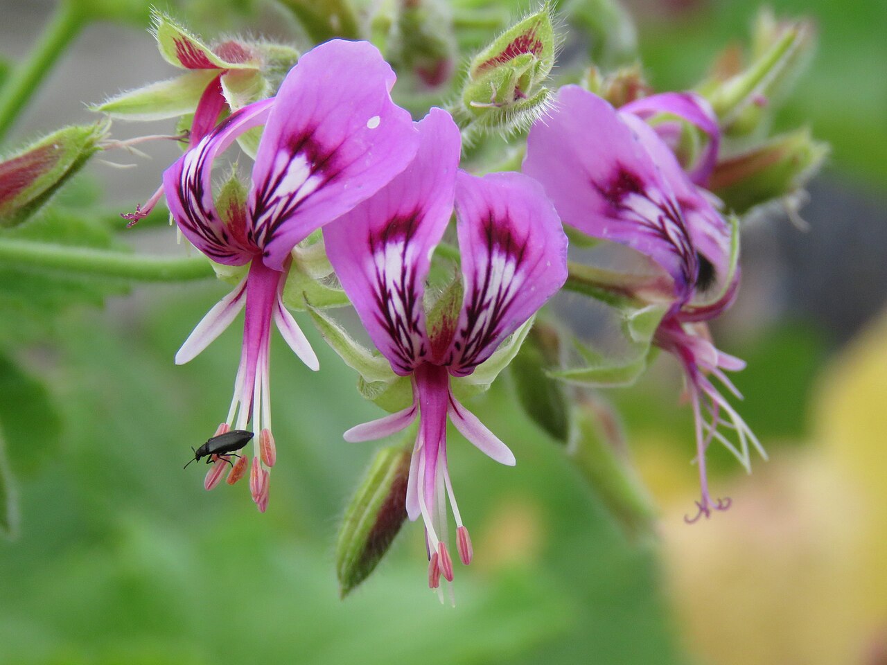 Butterfly geranium: Butterfly pelargonium or papilionaceum, Pelargonium ternatum, photographed by Ronald Flipphi, on 25 October 2019, at Garcia's Pass, Langeberg, Western Cape prov