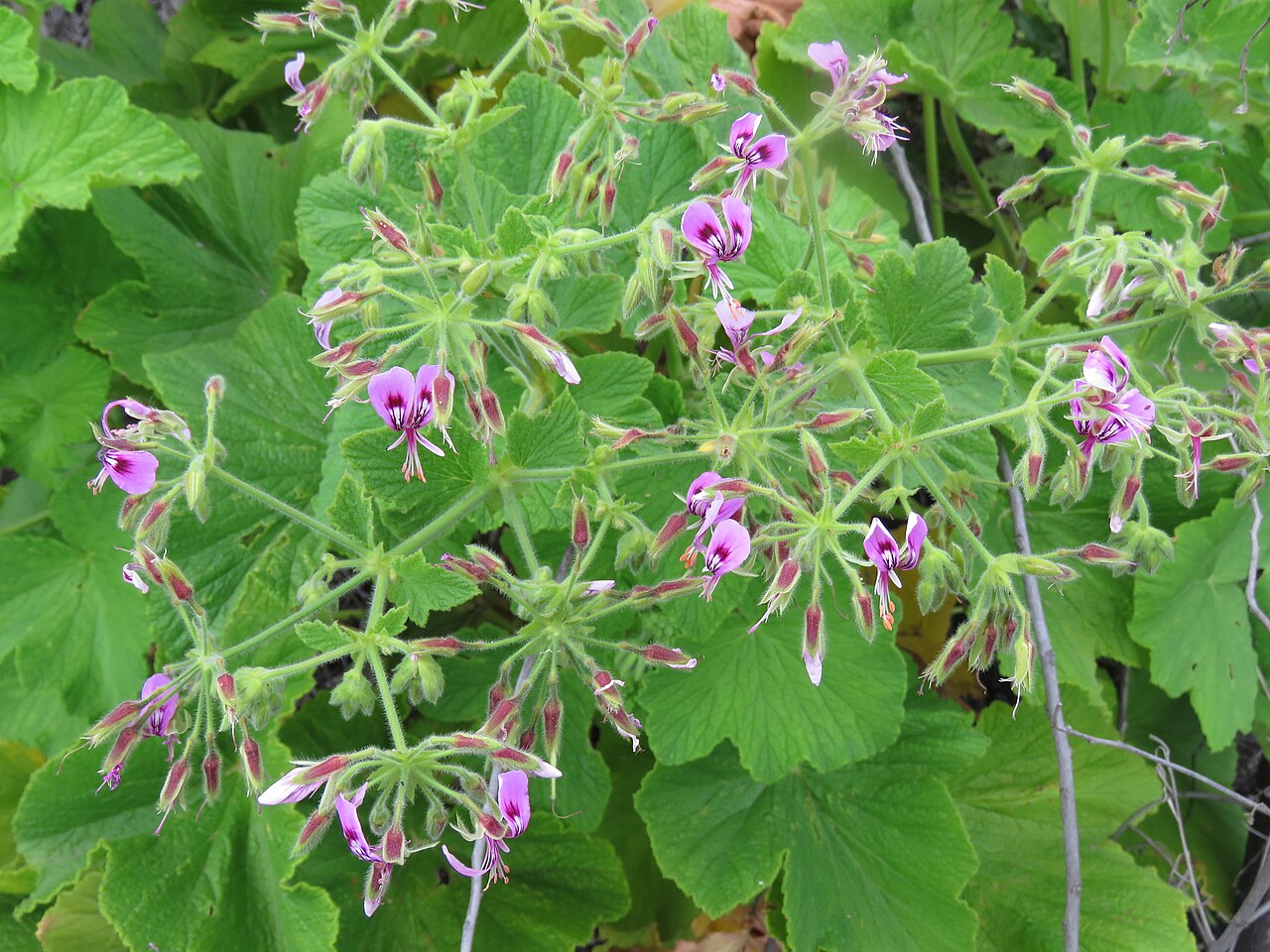 Butterfly geranium: Butterfly pelargonium or papilionaceum, Pelargonium ternatum, photographed by Ronald Flipphi, on 25 October 2019, at Garcia's Pass, Langeberg, Western Cape prov