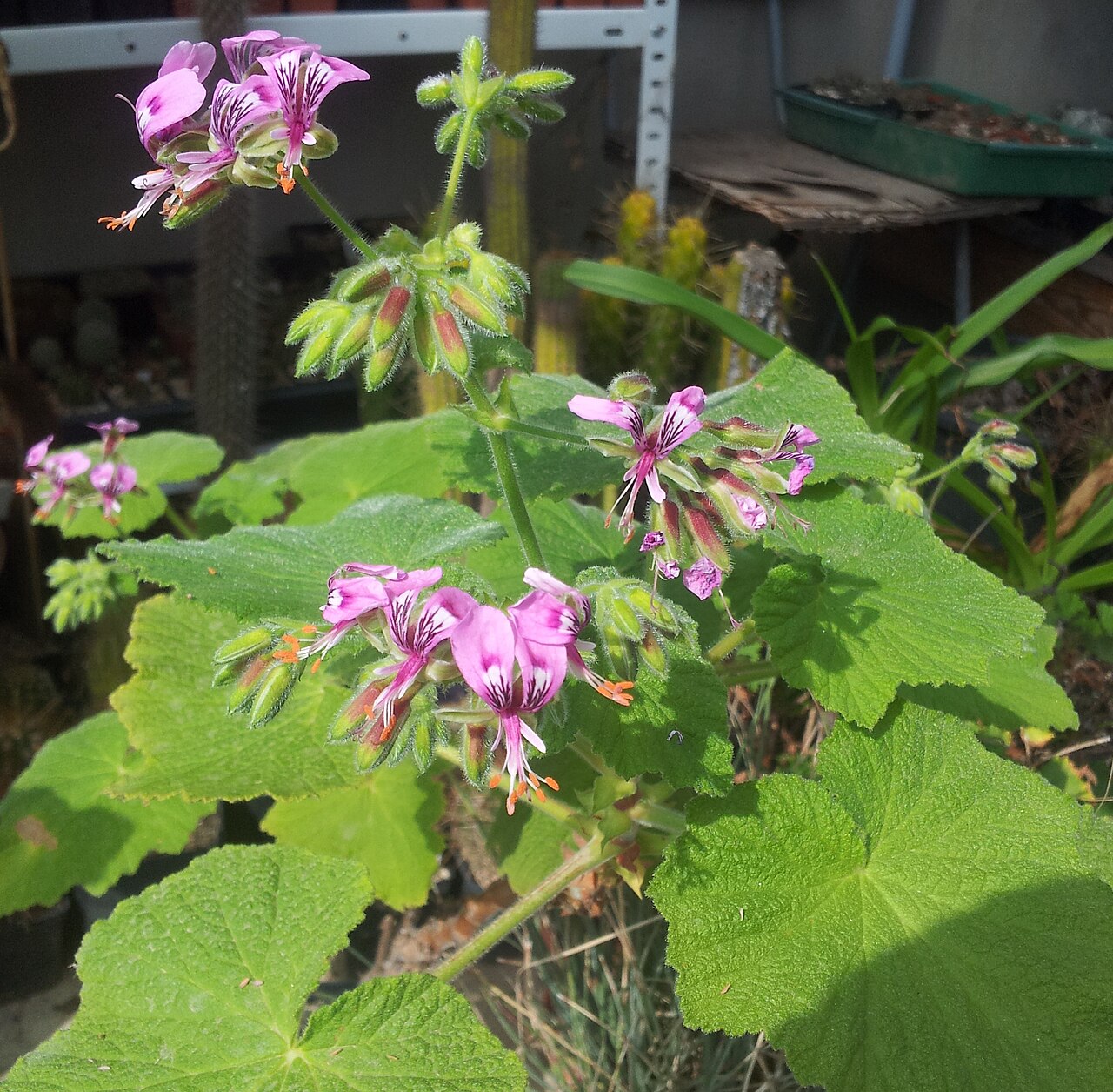Butterfly geranium: Pelargonium papilionaceum , in Kultur