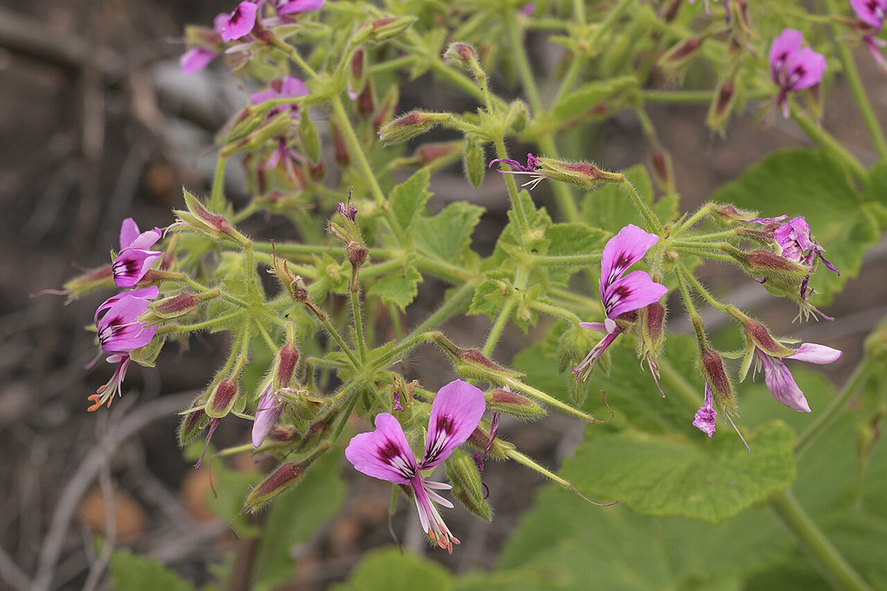 Butterfly geranium: Butterfly pelargonium or papilionaceum, Pelargonium ternatum, photographed by Ronald Flipphi, on 25 October 2019, at Garcia's Pass, Langeberg, Western Cape prov