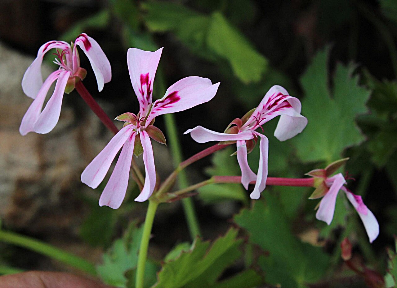 Pelargonium patulum: Pelargonium patulum, photographed by TonyRebelo, on 13 October 2013, at Middagberg plateau, Kleindrakenstein Mtns FR584, Hawekwas Nature Reserve, between Paarl
