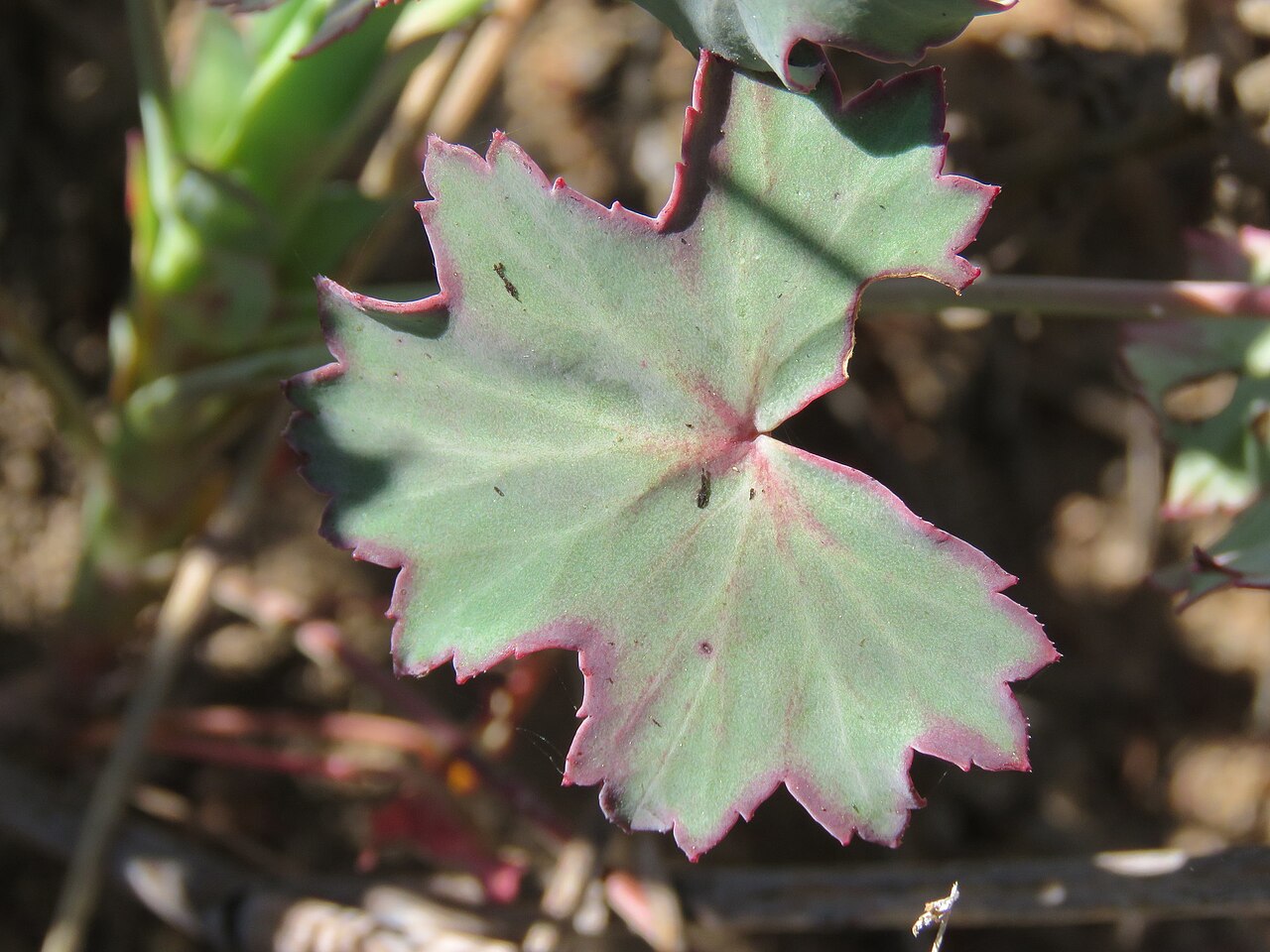 Pelargonium patulum: Pelargonium patulum, on 5 October 2019, opposite the road of Algeria Campsite, Uitkykrivier Valley, Cederberg, Western Cape province of South Africa
