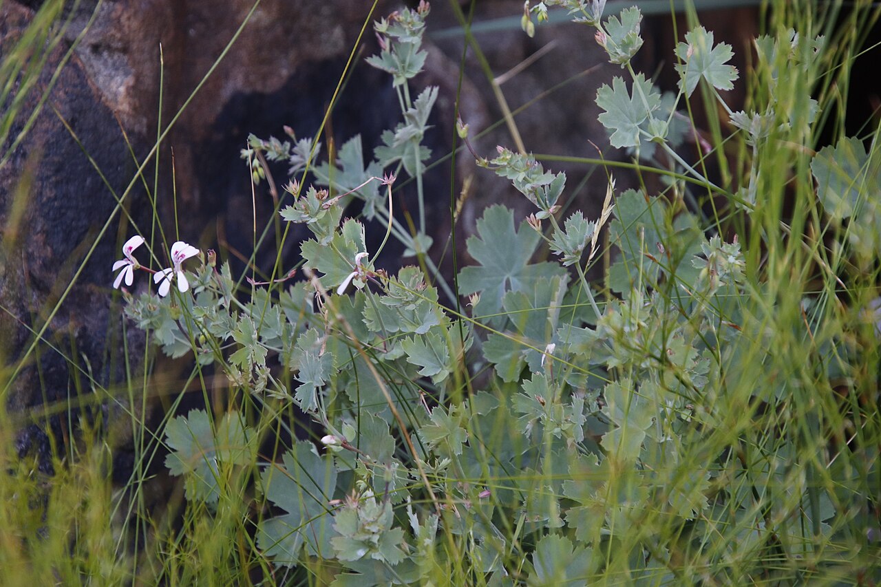 Pelargonium patulum: Pelargonium patulum, photographed by TonyRebelo, on 24 January 2021, at Wildepaardeberg plateau, Middagsberg Peak, Hawekwas Nature Reserve Klein Drakenstein Mnt