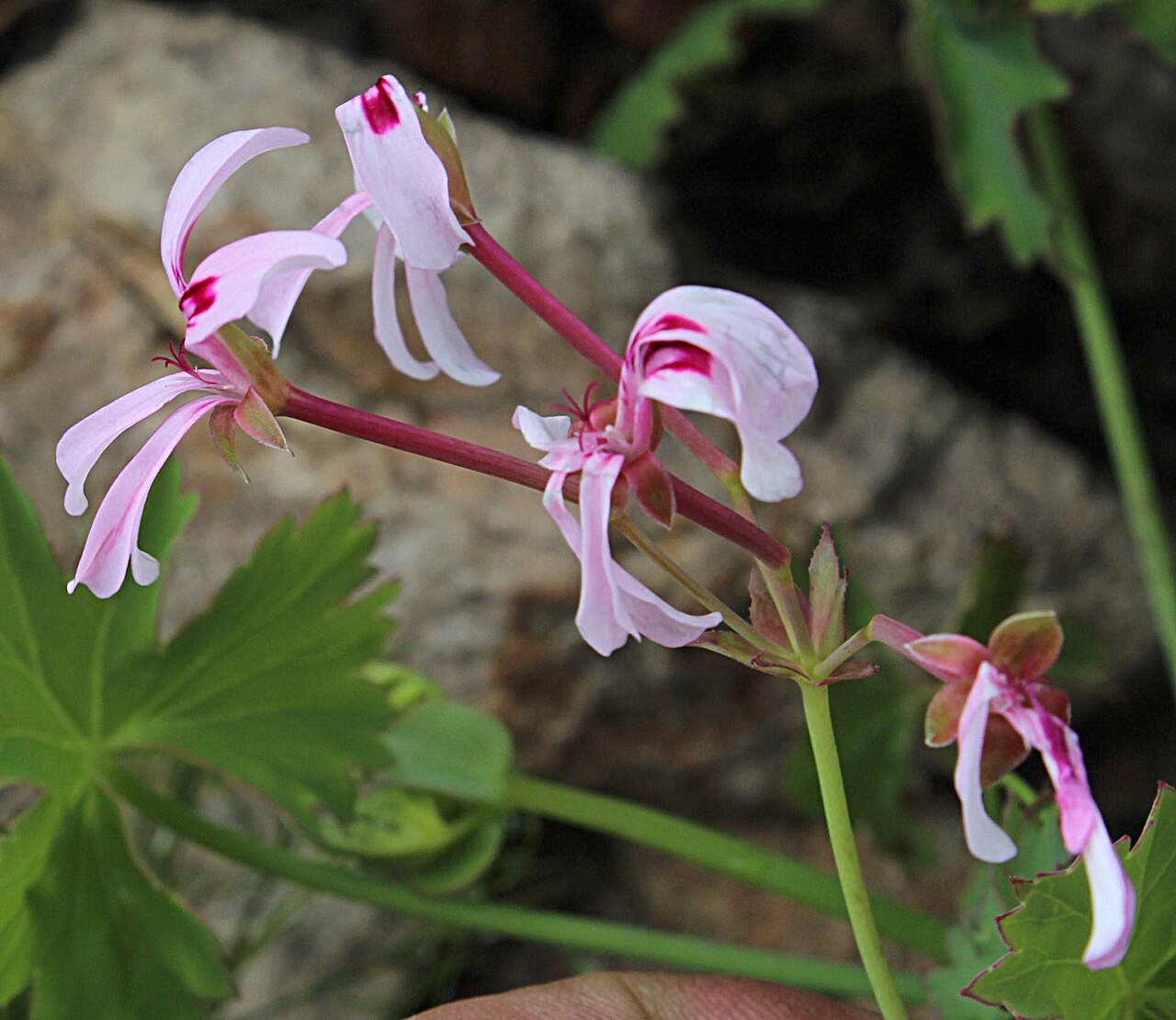 Pelargonium patulum: Pelargonium patulum, photographed by TonyRebelo, on 13 October 2013, at Middagberg plateau, Kleindrakenstein Mtns FR584, Hawekwas Nature Reserve, between Paarl