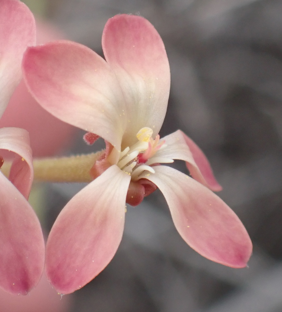 Pelargonium pillansii (Pelargonium pillansii)