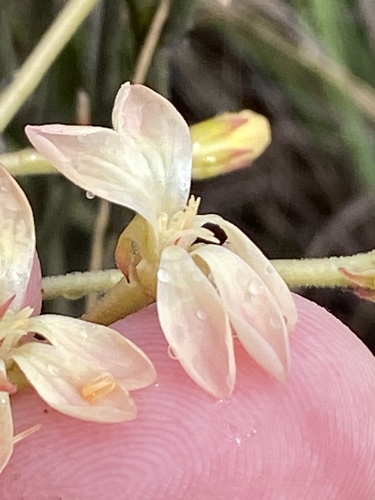 Pelargonium pillansii (Pelargonium pillansii)