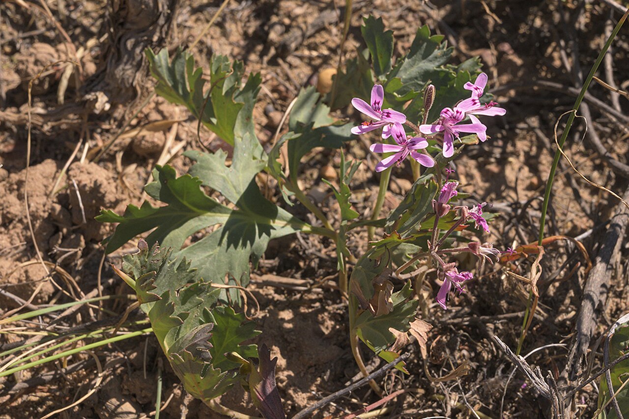 Pelargonium pillansii: Pelargonium pillansii (leaves) and P. reflexipetalum (flowers), growing very close together, photographed by Ronald Flipphi, on 5 October 2019, at the memorial