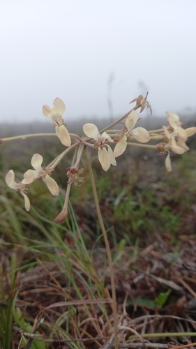 Pelargonium pillansii (Pelargonium pillansii)