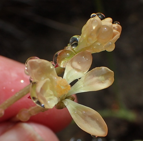 Pelargonium pillansii (Pelargonium pillansii)