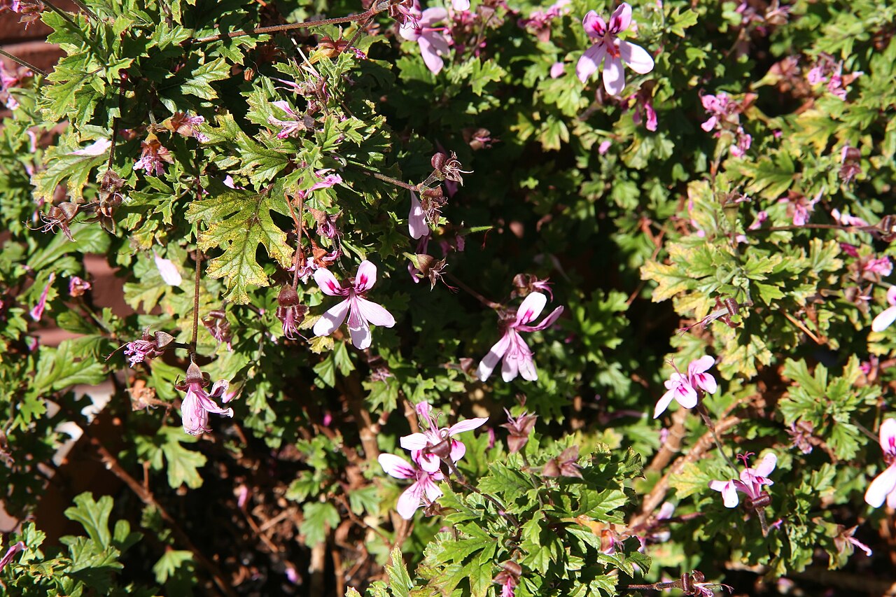 Pelargonium pseudoglutinosum: Location taken: the United States National Arboretum, Washington D.C.. Names: Pelargonium pseudoglutinosum R.Knuth, Scented Geraniu Classification: Plantae > Ma