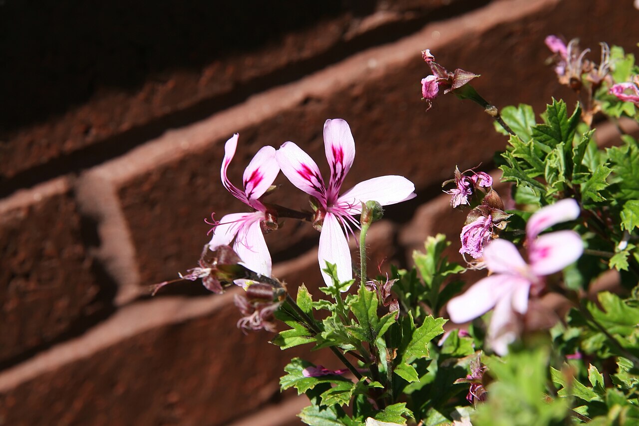 Pelargonium pseudoglutinosum: Location taken: the United States National Arboretum, Washington D.C.. Names: Pelargonium pseudoglutinosum R.Knuth, Scented Geraniu Classification: Plantae > Ma